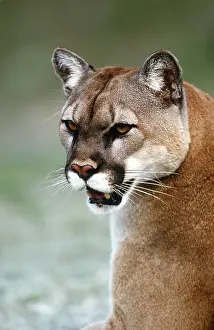 Cougar: COUGAR / Mountain lion / Puma - close-up of head