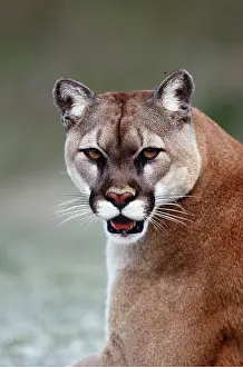 Staring: COUGAR / Mountain lion / Puma - close-up of head