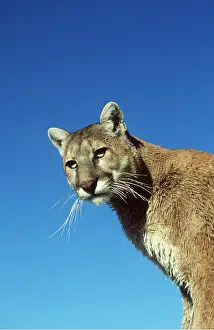 Strength: Cougar / Mountain Lion / Puma - Close-up of head