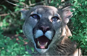 Mouths: Cougar / Mountain Lion / Puma - close-up of head in foliage