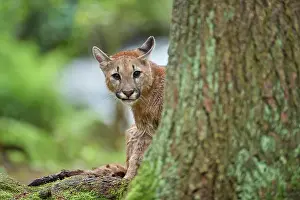 Cougar: Cougar, Mountain Lion (Puma concolor), Puma, young in forest
