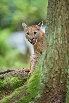 Cougar: Cougar, Mountain Lion (Puma concolor), Puma, young in forest