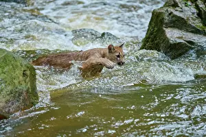 Cougar: Cougar, Mountain Lion (Puma concolor), Puma, young in creek