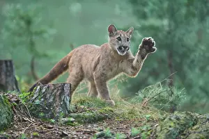 Lift: Cougar, Mountain Lion (Puma concolor), Puma, young