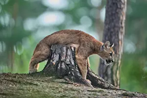 Stump: Cougar, Mountain Lion (Puma concolor), Puma, young