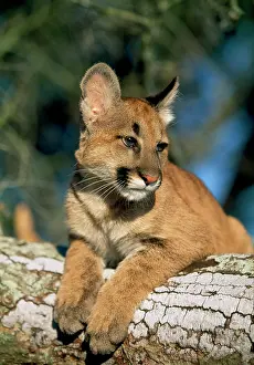 Panthers: Cougar / Mountain Lion / Puma - cub