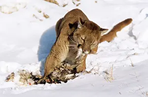 Plucking: Cougar / Mountain Lion / Puma - eating kill / prey