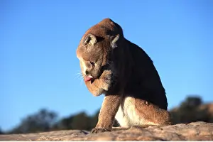 Panther: COUGAR / Mountain lion / Puma - grooming