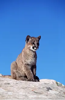 Panther: Cougar / Mountain Lion / Puma - juvenile sitting