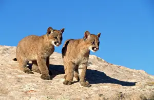 Panthers: Cougar / Mountain Lion / Puma - kittens