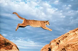 Panther: Cougar / Mountain Lion / Puma - leaping in mid-air
