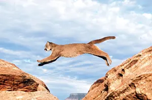 Panther: Cougar / Mountain Lion / Puma - leaping from rock