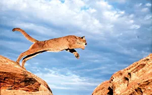 Panther: Cougar / Mountain Lion / Puma - leaping from rock, against