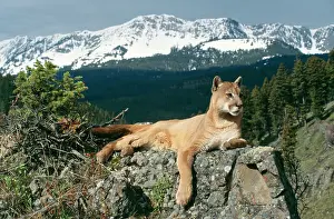 Lanscapes: Cougar / Mountain Lion / Puma - Lying on rock