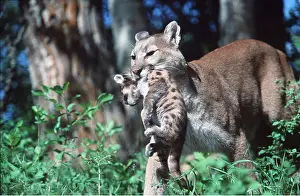 Lions: Cougar / Mountain Lion / Puma - mother carrying cub in mouth