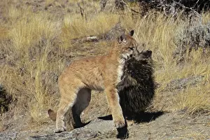 Porcupines: Cougar / Mountain Lion / Puma - preying on porcupine