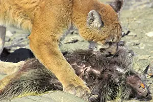 Note: Cougar / Mountain Lion / Puma - preying on porcupine