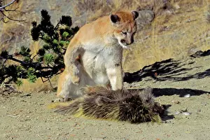 Porcupines: Cougar / Mountain Lion / Puma - preying on porcupine
