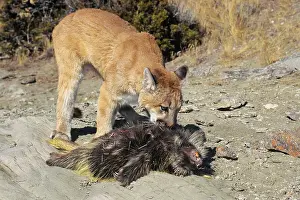 Porcupines: Cougar / Mountain Lion / Puma - preying on porcupine