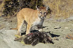 Porcupines: Cougar / Mountain Lion / Puma - preying on porcupine