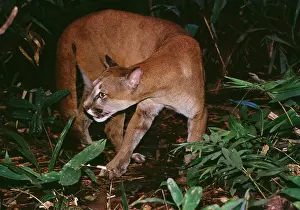 Panthers: Cougar / Mountain Lion / Puma - In rainforest