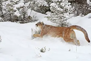 Panthers: Cougar / Mountain Lion / Puma - running in snow