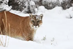 Panthers: Cougar / Mountain Lion / Puma - running in snow