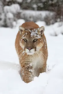 Panthers: Cougar / Mountain Lion / Puma - running in snow