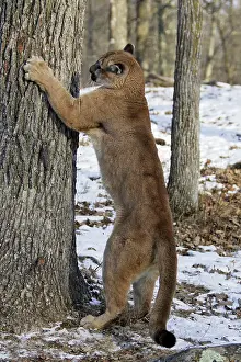 Clawing: Cougar / Mountain Lion / Puma - sharpening claws
