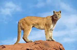 Panthers: COUGAR / Mountain lion / Puma - single, standing on rock