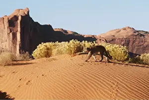 Mary Clay: Cougar / Mountain Lion / Puma - single