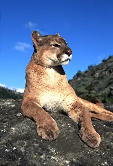 Contentment: COUGAR / Mountain lion / Puma - single sitting on rock