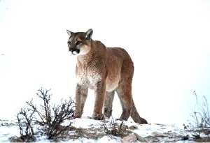 Kenneth Hoyle: COUGAR / Mountain lion / Puma - single in snow