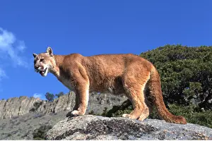 Panther: COUGAR / Mountain lion / Puma - single standing on rock