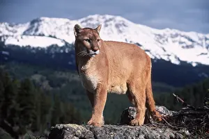 Panther: COUGAR / Mountain lion / Puma - single standing on rock