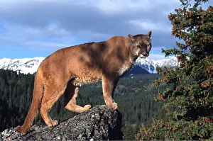 Outs: COUGAR / Mountain lion / Puma - single standing on rock