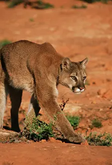 Panther: COUGAR / Mountain lion / Puma - single, walking