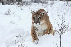 Cougar / Mountain Lion / Puma - in snow