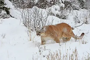 Panthers: Cougar / Mountain Lion / Puma - in snow