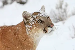 Panthers: Cougar / Mountain Lion / Puma - in snow