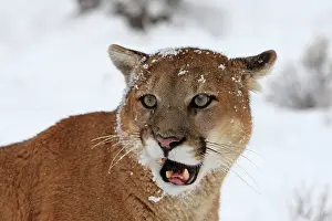 Panthers: Cougar / Mountain Lion / Puma - in snow