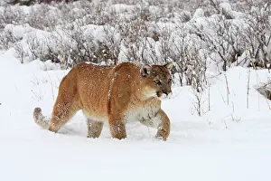 Panthers: Cougar / Mountain Lion / Puma - in snow
