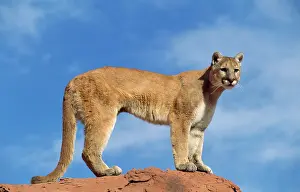 Panthers: Cougar / Mountain Lion / Puma - standing, side on