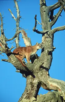 Lions: Cougar / Mountain Lion / Puma - in tree against blue sky