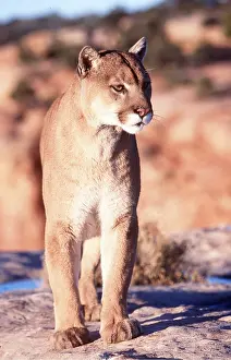Panther: Cougar / Mountain Lion / Puma - walking, face on