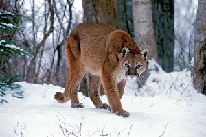 Pumas: Cougar / Mountain Lion / Puma - walking on snow