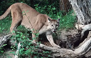 Guarding: Cougar / Mountain Lion / Puma - with young kitten by tree