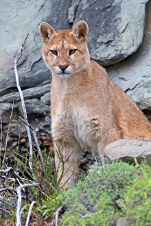 Concolor: Cougar Mountain Lion one year old cub