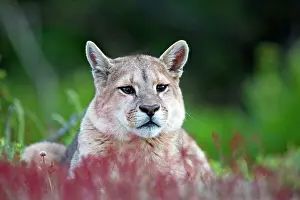 Concolor: Cougar Mountain Lion one year old cub