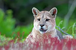 Concolor: Cougar Mountain Lion one year old cub
